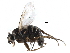  ( - BIOUG27991-E01)  @11 [ ] CreativeCommons - Attribution (2016) CBG Photography Group Centre for Biodiversity Genomics