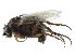  ( - BIOUG27991-E02)  @11 [ ] CreativeCommons - Attribution (2016) CBG Photography Group Centre for Biodiversity Genomics
