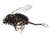  ( - BIOUG27991-E03)  @11 [ ] CreativeCommons - Attribution (2016) CBG Photography Group Centre for Biodiversity Genomics