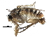  ( - BIOUG27991-E05)  @11 [ ] CreativeCommons - Attribution (2016) CBG Photography Group Centre for Biodiversity Genomics