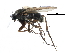  (Anevrina - BIOUG27991-E08)  @15 [ ] CreativeCommons - Attribution (2016) CBG Photography Group Centre for Biodiversity Genomics