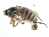  ( - BIOUG27991-E09)  @14 [ ] CreativeCommons - Attribution (2016) CBG Photography Group Centre for Biodiversity Genomics