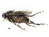  (Spiniphora - BIOUG27991-F04)  @14 [ ] CreativeCommons - Attribution (2016) CBG Photography Group Centre for Biodiversity Genomics