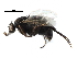  ( - BIOUG27991-F10)  @11 [ ] CreativeCommons - Attribution (2016) CBG Photography Group Centre for Biodiversity Genomics