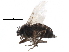  ( - BIOUG27991-H02)  @11 [ ] CreativeCommons - Attribution (2016) CBG Photography Group Centre for Biodiversity Genomics