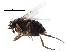  ( - BIOUG27991-H03)  @11 [ ] CreativeCommons - Attribution (2016) CBG Photography Group Centre for Biodiversity Genomics