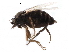  ( - BIOUG27991-H04)  @11 [ ] CreativeCommons - Attribution (2016) CBG Photography Group Centre for Biodiversity Genomics