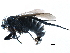  ( - BIOUG28751-A06)  @11 [ ] CreativeCommons - Attribution (2016) CBG Photography Group Centre for Biodiversity Genomics