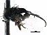  ( - BIOUG28751-A09)  @11 [ ] CreativeCommons - Attribution (2016) CBG Photography Group Centre for Biodiversity Genomics