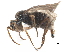  ( - BIOUG28751-B09)  @11 [ ] CreativeCommons - Attribution (2016) CBG Photography Group Centre for Biodiversity Genomics
