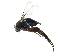  (Phalacrotophora halictorum - BIOUG28751-C07)  @14 [ ] CreativeCommons - Attribution (2016) CBG Photography Group Centre for Biodiversity Genomics