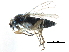  (Trophithauma rostratum - BIOUG28751-C09)  @14 [ ] CreativeCommons - Attribution (2016) CBG Photography Group Centre for Biodiversity Genomics