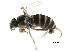  ( - BIOUG28751-D02)  @11 [ ] CreativeCommons - Attribution (2016) CBG Photography Group Centre for Biodiversity Genomics
