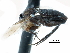  ( - BIOUG28751-F03)  @11 [ ] CreativeCommons - Attribution (2016) CBG Photography Group Centre for Biodiversity Genomics