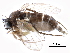  ( - BIOUG28751-F10)  @11 [ ] CreativeCommons - Attribution (2016) CBG Photography Group Centre for Biodiversity Genomics