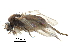  ( - BIOUG28751-F12)  @11 [ ] CreativeCommons - Attribution (2016) CBG Photography Group Centre for Biodiversity Genomics