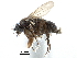  ( - BIOUG28751-G01)  @11 [ ] CreativeCommons - Attribution (2016) CBG Photography Group Centre for Biodiversity Genomics