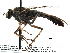  ( - BIOUG28752-C06)  @11 [ ] CreativeCommons - Attribution (2016) CBG Photography Group Centre for Biodiversity Genomics