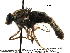  (Apiocera painteri - BIOUG28752-C07)  @11 [ ] CreativeCommons - Attribution (2016) CBG Photography Group Centre for Biodiversity Genomics