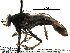  ( - BIOUG28752-C08)  @11 [ ] CreativeCommons - Attribution (2016) CBG Photography Group Centre for Biodiversity Genomics