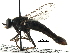  ( - BIOUG28752-C09)  @11 [ ] CreativeCommons - Attribution (2016) CBG Photography Group Centre for Biodiversity Genomics
