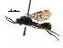  ( - BIOUG28752-D04)  @11 [ ] CreativeCommons - Attribution (2016) CBG Photography Group Centre for Biodiversity Genomics