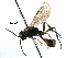  ( - BIOUG28752-D05)  @11 [ ] CreativeCommons - Attribution (2016) CBG Photography Group Centre for Biodiversity Genomics