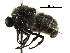  (Ogcodes melampus - BIOUG28752-F12)  @11 [ ] CreativeCommons - Attribution (2016) CBG Photography Group Centre for Biodiversity Genomics