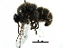  ( - BIOUG28752-G01)  @11 [ ] CreativeCommons - Attribution (2016) CBG Photography Group Centre for Biodiversity Genomics