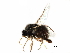  ( - BIOUG28752-G03)  @11 [ ] CreativeCommons - Attribution (2016) CBG Photography Group Centre for Biodiversity Genomics