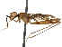 (Grallipeza cristulata - BIOUG31901-E02)  @11 [ ] CreativeCommons - Attribution (2017) CBG Photography Group Centre for Biodiversity Genomics