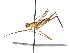  (Grallipeza spinuliger - BIOUG31901-E03)  @11 [ ] CreativeCommons - Attribution (2017) CBG Photography Group Centre for Biodiversity Genomics