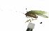  ( - BIOUG36799-F08)  @11 [ ] CreativeCommons - Attribution (2018) CBG Photography Group Centre for Biodiversity Genomics