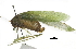  ( - BIOUG36799-F08)  @11 [ ] CreativeCommons - Attribution (2018) CBG Photography Group Centre for Biodiversity Genomics