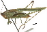  ( - BIOUG36799-G02)  @11 [ ] CreativeCommons - Attribution (2018) CBG Photography Group Centre for Biodiversity Genomics