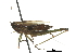  ( - BIOUG36799-G04)  @11 [ ] CreativeCommons - Attribution (2018) CBG Photography Group Centre for Biodiversity Genomics