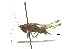  ( - BIOUG36799-G05)  @11 [ ] CreativeCommons - Attribution (2018) CBG Photography Group Centre for Biodiversity Genomics