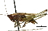  ( - BIOUG36799-G05)  @11 [ ] CreativeCommons - Attribution (2018) CBG Photography Group Centre for Biodiversity Genomics