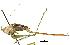  ( - BIOUG36799-G07)  @11 [ ] CreativeCommons - Attribution (2018) CBG Photography Group Centre for Biodiversity Genomics