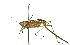  ( - BIOUG36799-G08)  @11 [ ] CreativeCommons - Attribution (2018) CBG Photography Group Centre for Biodiversity Genomics
