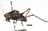  ( - BIOUG36799-G10)  @11 [ ] CreativeCommons - Attribution (2018) CBG Photography Group Centre for Biodiversity Genomics