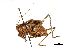  (Atlanticus testaceus - BIOUG44550-E02)  @11 [ ] CreativeCommons - Attribution (2018) CBG Photography Group Centre for Biodiversity Genomics