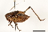  ( - BIOUG44550-E04)  @11 [ ] CreativeCommons - Attribution (2018) CBG Photography Group Centre for Biodiversity Genomics