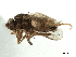  ( - CCDB-33184-F11)  @11 [ ] CreativeCommons - Attribution (2019) CBG Photography Group Centre for Biodiversity Genomics