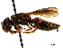 ( - CCDB-33184-G02)  @11 [ ] CreativeCommons - Attribution (2019) CBG Photography Group Centre for Biodiversity Genomics