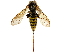  ( - CCDB-33184-G03)  @11 [ ] CreativeCommons - Attribution (2019) CBG Photography Group Centre for Biodiversity Genomics