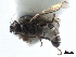  ( - CCDB-33291-B09)  @11 [ ] CreativeCommons - Attribution (2019) CBG Photography Group Centre for Biodiversity Genomics