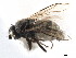  ( - CCDB-33291-B11)  @11 [ ] CreativeCommons - Attribution (2019) CBG Photography Group Centre for Biodiversity Genomics