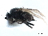  ( - CCDB-33291-C03)  @11 [ ] CreativeCommons - Attribution (2019) CBG Photography Group Centre for Biodiversity Genomics