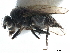  ( - CCDB-33291-C04)  @11 [ ] CreativeCommons - Attribution (2019) CBG Photography Group Centre for Biodiversity Genomics